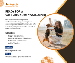 Pettik: Your One-Stop Solution for Pet Care Services