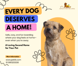 Professional Pet Groomers in Delhi – Pettik