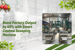 Boost Factory Output by 40% with the Smart Cashew Scooping Machine