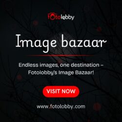 Image bazaar