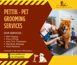 Pet Grooming Service Delhi