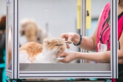 Cat Grooming in Kolkata