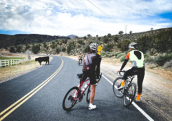 Cyclist vs Animal Accident: Dealing with Wildlife on the Road