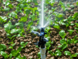 Legacy Landscaping and Design – Reliable Irrigation System Repair in Tucson
