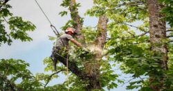 Tree Removal Bulleen