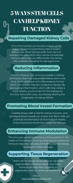 5 Ways Stem Cells Can Help Kidney Function