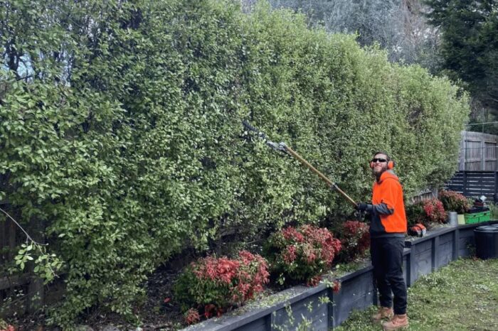 Tree Removal Wheelers Hill