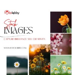Stock Images
