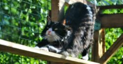 Ultimate Cat Fence Barrier
