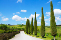 Privacy Trees – Enhance Your Garden with Natural Seclusion