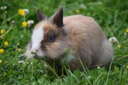 Small Pets Hostel In Noida