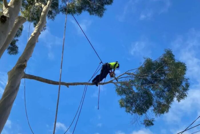 Tree Removal Forest Hill
