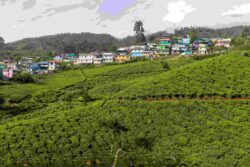 Looking for the Best Kerala Tour Packages?