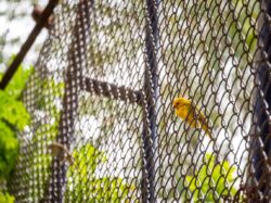 bird safety net