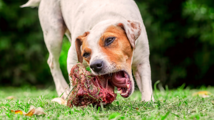 The Definitive Guide to Selecting Dog Chew Bones