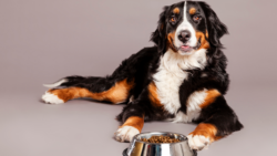 A Complete Guide to Allergy Free Dog Food for Sensitive Pets