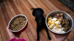 A Fresh Look at Healthy Choices: Understanding Dehydrated Meals for Dogs