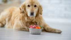 Gentle Meal Solutions for Dogs with Sensitive Stomachs