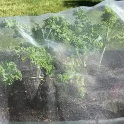 Anti Insect Net