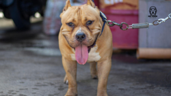 Fueling Strength and Health: The Ultimate American Bully Nutrition Guide