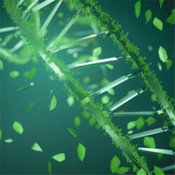 For Biodiese (Lipase)