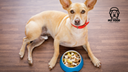 ACANA Puppy Nutrition Breakdown: A Smarter Choice for Growing Dogs?