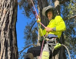 Tree Removal Western Sydney