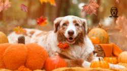 Christmas Feast for Pets: Healthy & Festive Food Ideas