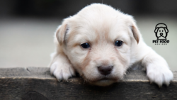 Start the New Year Strong With Smart Dog Immunization