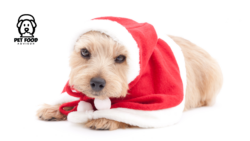 New Year Health Guide for Dogs Through Timely Vaccines