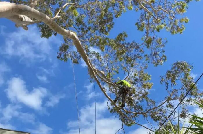 Tree Removal Templestowe
