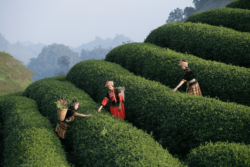 Best Kerala Tour Packages for First-Time Travelers