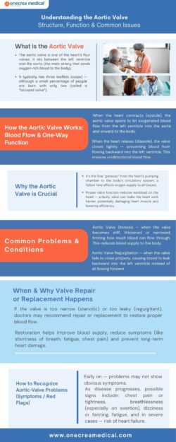 Understanding the Aortic Valve — Structure, Function & Common Issues