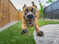 Hassle-Free Pet Waste Removal Services in Prosper You Can Trust