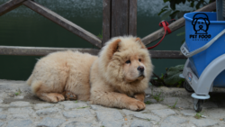 Best Air-Dried Dog Food for Balanced Canine Health