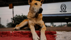 Choosing the Best Air-Dried Dog Food for Daily Nutrition