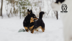 Top Air-Dried Dog Food for Healthy, Active Dogs