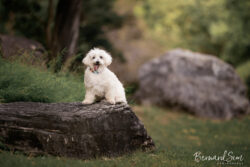 Best Pet Photographer in Singapore