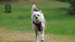 Best Affordable Adult Dog Food for Pitbulls