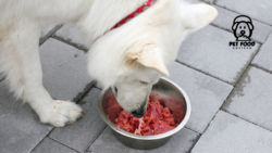 Adding Beef Kidney to Your Dog’s Diet