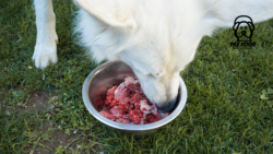 Adding Beef Kidney to Dogs Diet