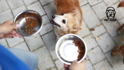 How to Choose the Right Aldi Dog Food for Your Pup