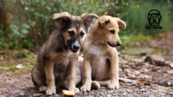 Aldi Wet and Dry Dog Food A Complete Buying Guide