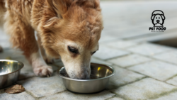 Guide to Selecting the Best Dog Food from Aldi