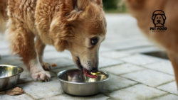 Best Aldi Dog Food Options for Wet and Dry Diets