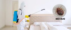 Bed Bug Exterminator for Cleveland Homes