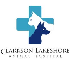 Keeping Pets Healthy with Regular Grooming