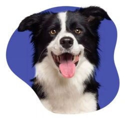 Pet Liability Insurance for Dogs Explained Simply