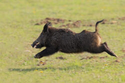 Affordable Hog Hunts Texas at Independence Ranch