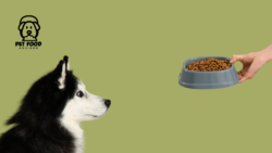 Aldi Wet Dog Food Review: Is This Budget Friendly Choice Right for Your Dog